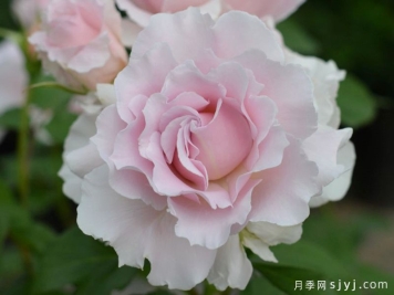 新娘月季/新婚/河本新娘La mariee
