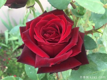 黑珍珠月季Black Pearl