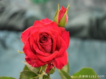 红宝石月季Red Gem