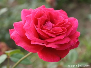 红和平月季Karl Herbst