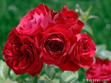 红色玫兰之爱月季/红色蒙娜丽莎/红爱玫Red Meilove
