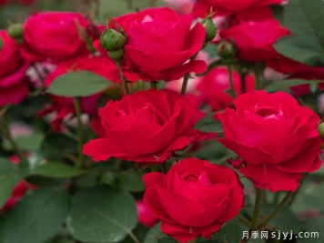 红石榴月季