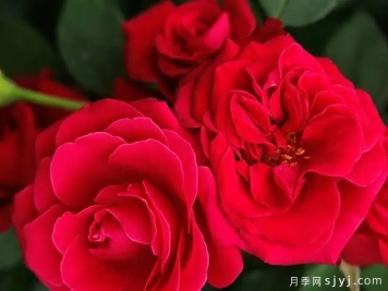 红色天梯月季Heavenly Ascent Red