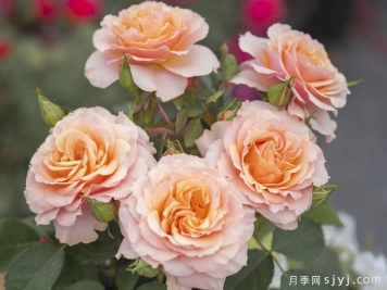 胡旋舞月季
