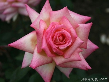 花车月季Hanaguruma