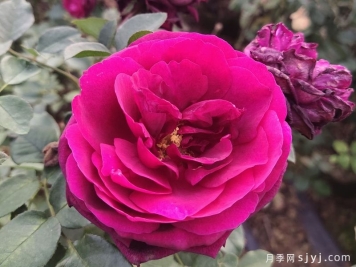 皇宫月季Royale