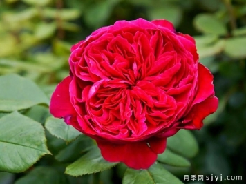 皇家红月季的优缺点是什么？