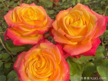 皇牌月季Joker