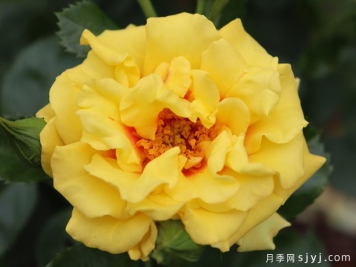黄金眼睛月季/金眼睛月季Golden Eye