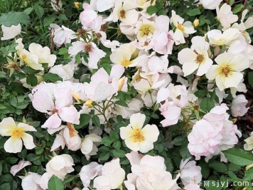 黄蝴蝶月季Yellow Butterfly