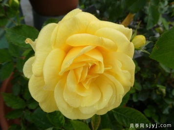 黄砖路月季/金砖路Yellow Brick Road