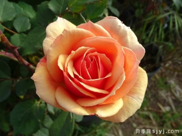 回眸月季About Face