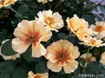 慧眼月季