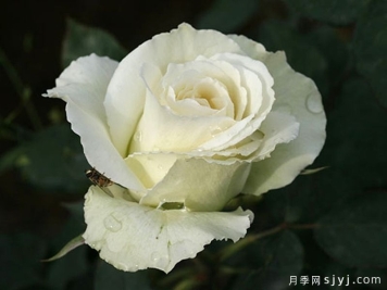 婚礼白月季/特里西亚月季Bridal White