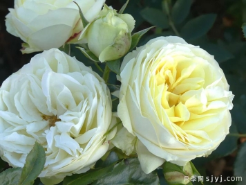 婚礼钢琴月季Wedding Piano