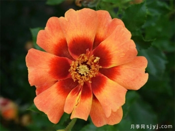 火焰巴比伦眼睛月季Flame Babylon Eyes