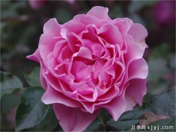 星斗月季/惑星月季L'Etoile