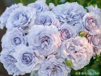 霁色月季