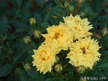 金色阳光月季Sunlight