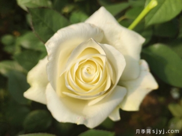 骄傲月季Proud