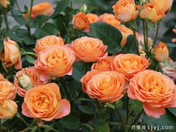 金牛座月季/金牛座阳台月季Rose Terrazza Taurus