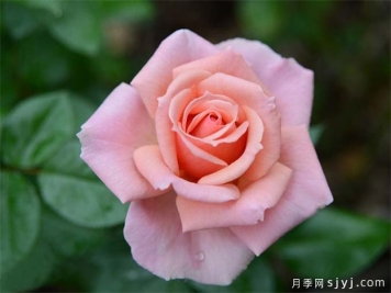 竞赛月季Tournament of Roses