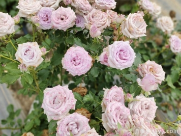 九星蓝狐月季