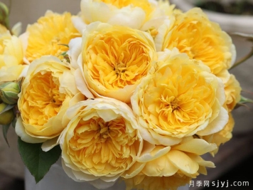 掬水月月季