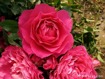 巨蟹座月季/巨蟹座阳台月季Rose Terrazza Cancer