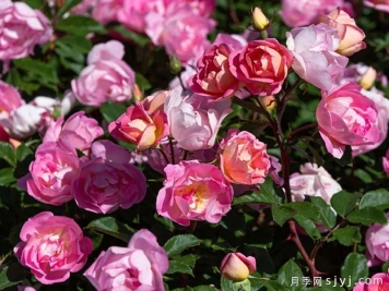 瑶光玫迪兰月季Pink Chantilly