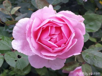 卡德法尔兄弟月季/凯蒂兄弟/卡德法尔修士Brother Cadfael