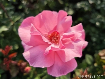 伊丽莎白女王月季/粉后月季Queen Elizabeth