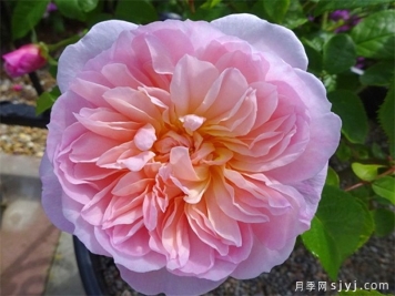 伊丽莎白月季Elizabeth