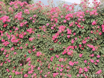 新伊丽莎白月季