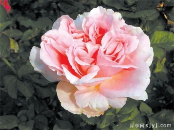 凯歌嘹亮月季