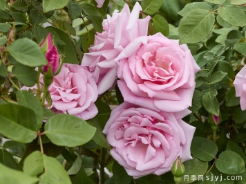 凯瑟琳哈罗普Kathleen Harrop