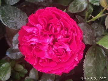凯特月季Kate