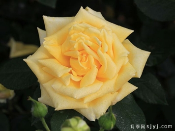 坎特公主月季Princess Michael of Kent