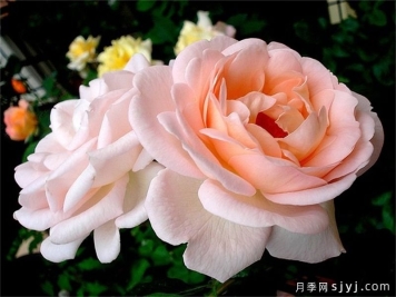 克莱尔月季/莉莉安娜/克莱尔文艺复兴Clair Renaissance