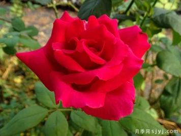 肯塔基达比月季/肯德基达比Kentucky Derby