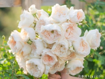 叩月月季