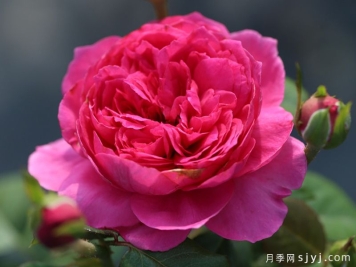 蔻丹月季Shining Rigina