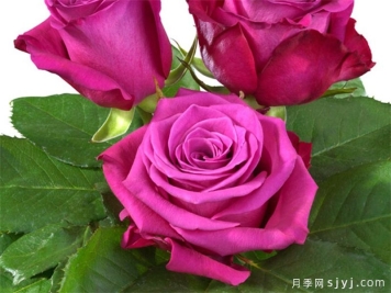 酷蓝月季