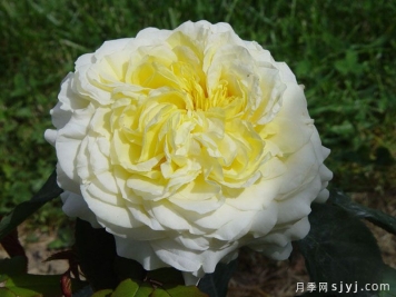 快拳月季Kaikyo