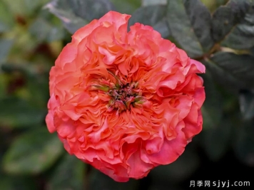 珊瑚丽娃月季Coral Reeva