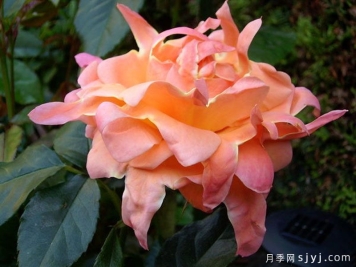 梦想褶边月季Dream Ruffles