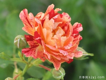 尼梅特月季Nimet