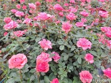 摩羯座月季Rose Capricornus Champagne