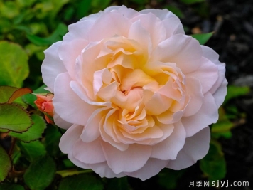 抹大拉的玛丽亚月季/玛丽亚玛达琳Mary Magdalene