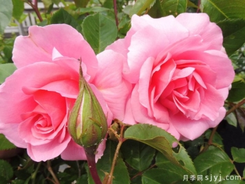 你真美丽月季/你好美/美丽的你You're Beautiful